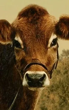 Фотография актёра корова Эви